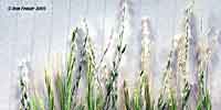 Close-up Yarra Valley grass