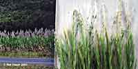 grass modelling material and farm 
	scene