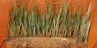 Grass formed into row and sprayed