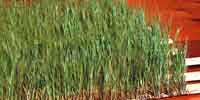 Several rows of 'cane'