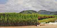 'Cane' planted on diorama with background 
	photos